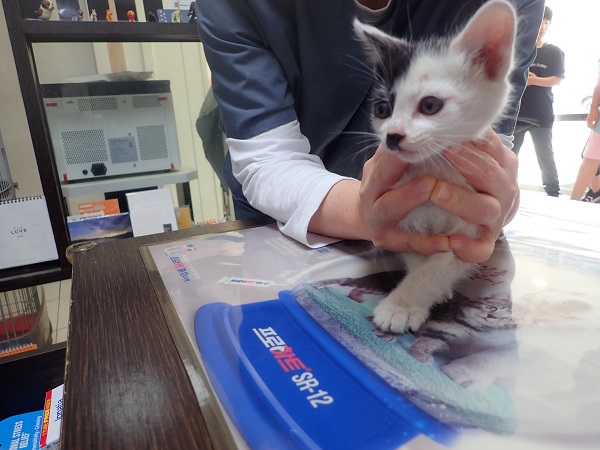종료(자연사) 한국…
